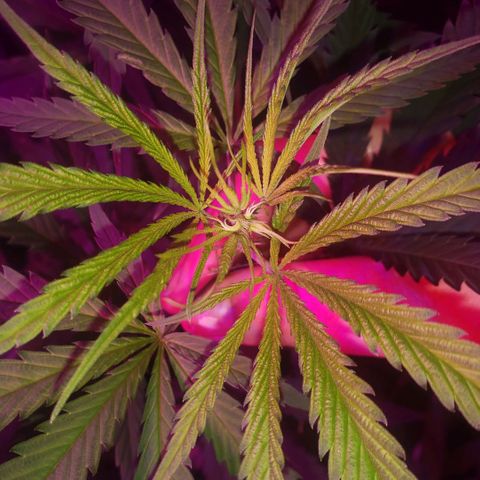 Mega Bloom Haze growlog photo: Reguei com água + fert