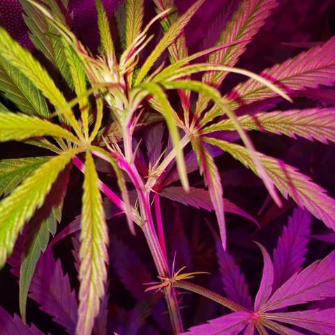 Mega Bloom Haze growlog timeline photo