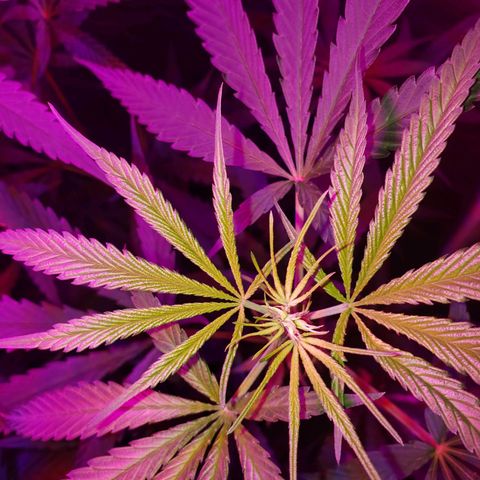 Mega Bloom Haze growlog timeline photo