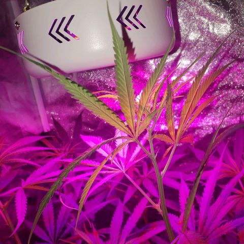 Mega Bloom Haze growlog timeline photo