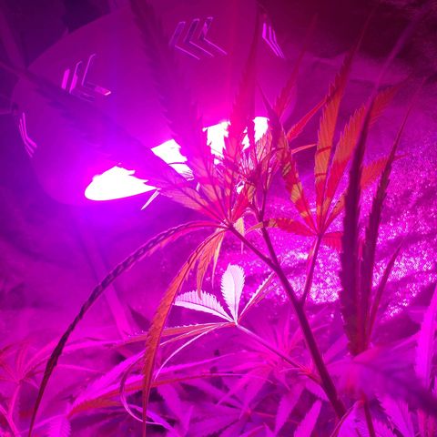 Mega Bloom Haze growlog timeline photo