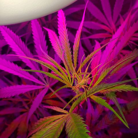 Mega Bloom Haze growlog timeline photo