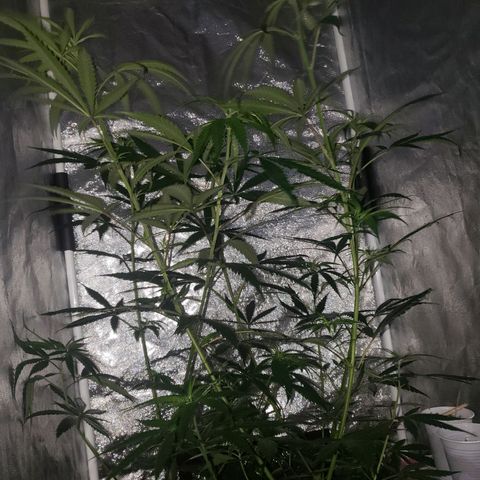 Mega Bloom Haze growlog timeline photo