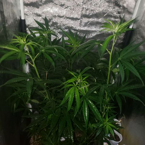 Mega Bloom Haze growlog timeline photo