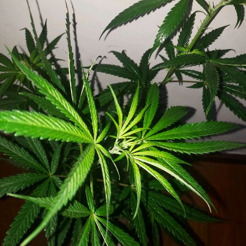 Mega Bloom Haze growlog timeline photo