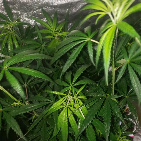 Mega Bloom Haze growlog timeline photo