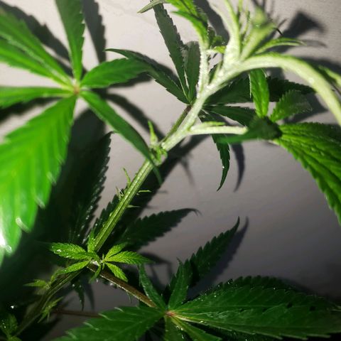 Mega Bloom Haze growlog timeline photo