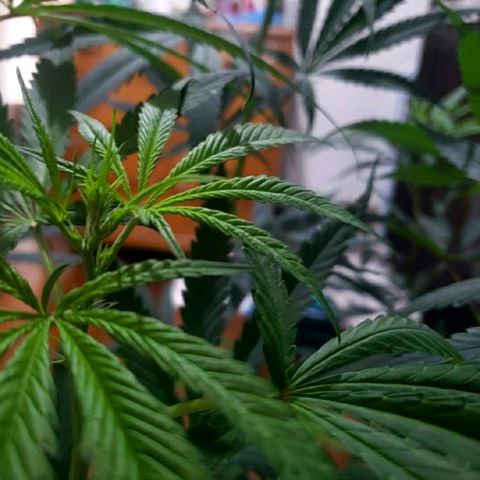 Mega Bloom Haze growlog timeline photo