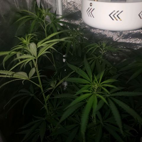 Mega Bloom Haze growlog timeline photo