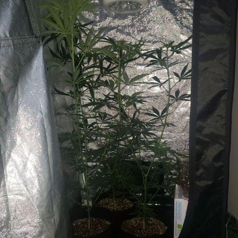 Mega Bloom Haze growlog timeline photo