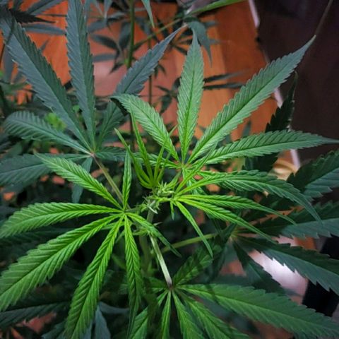 Mega Bloom Haze growlog timeline photo