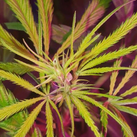 Mega Bloom Haze growlog timeline photo