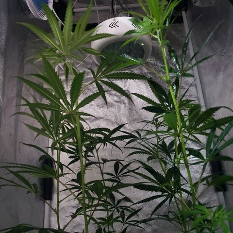 Mega Bloom Haze growlog timeline photo