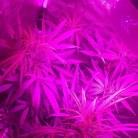 Mega Bloom Haze growlog timeline photo