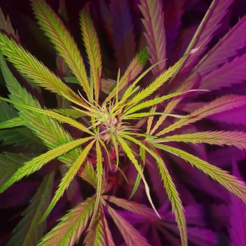Mega Bloom Haze growlog timeline photo