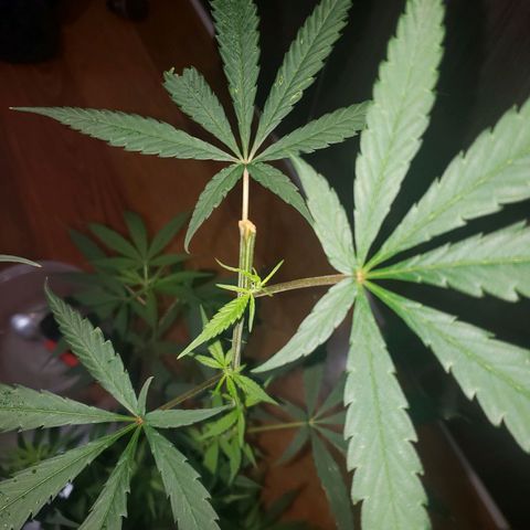Mega Bloom Haze growlog timeline photo
