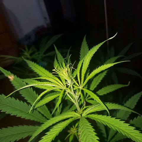 Mega Bloom Haze growlog timeline photo