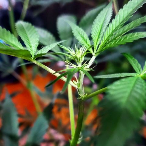 Mega Bloom Haze growlog timeline photo