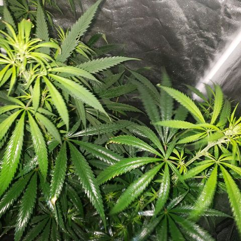 Mega Bloom Haze growlog timeline photo