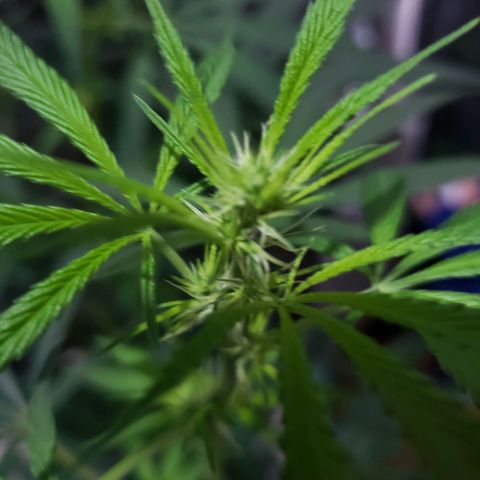 Mega Bloom Haze growlog timeline photo