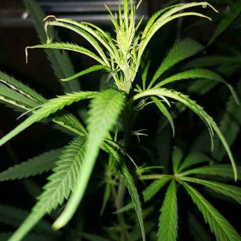 Mega Bloom Haze growlog timeline photo