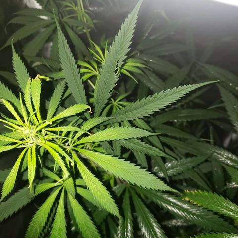 Mega Bloom Haze growlog timeline photo