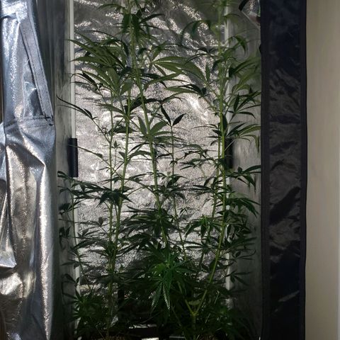 Mega Bloom Haze growlog timeline photo