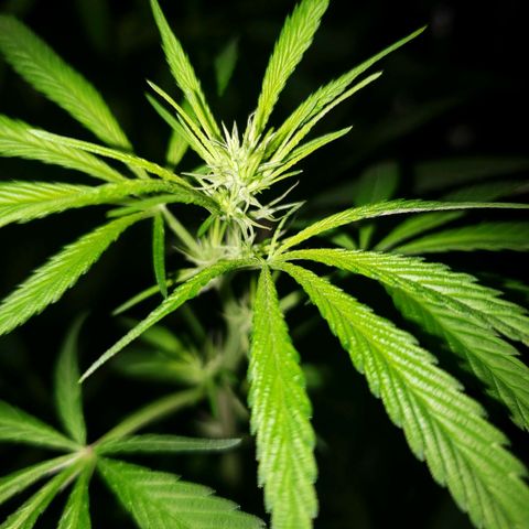 Mega Bloom Haze growlog timeline photo