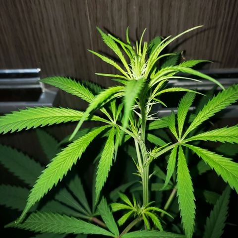 Mega Bloom Haze growlog timeline photo