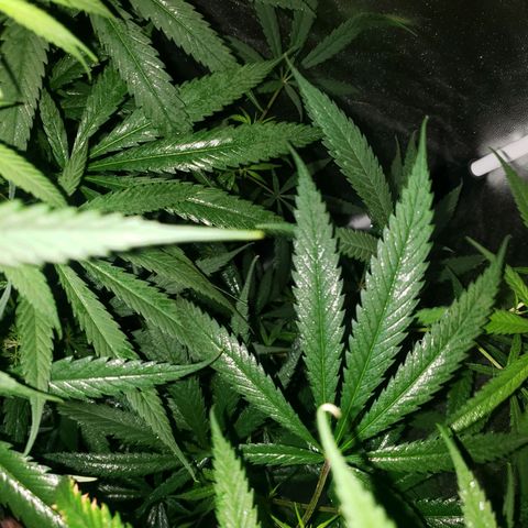 Mega Bloom Haze growlog timeline photo