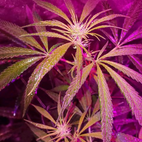 Mega Bloom Haze growlog timeline photo