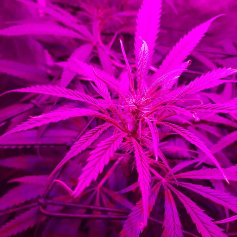 Mega Bloom Haze growlog timeline photo