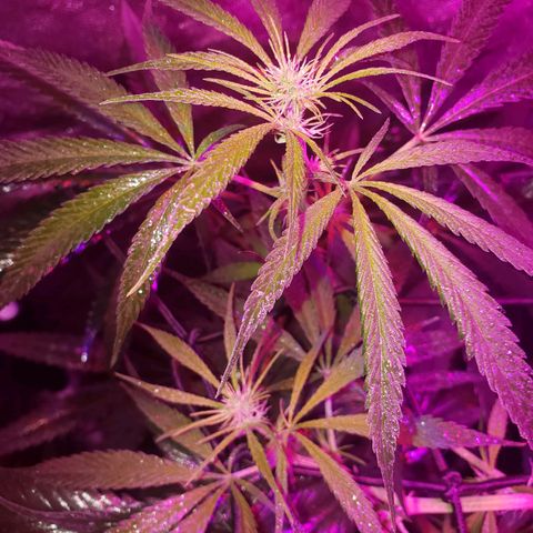 Mega Bloom Haze growlog timeline photo