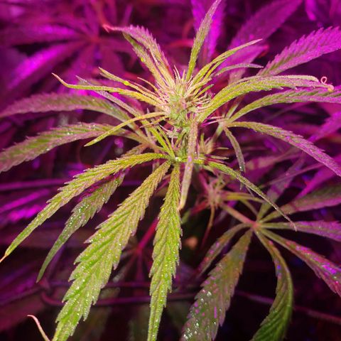Mega Bloom Haze growlog timeline photo