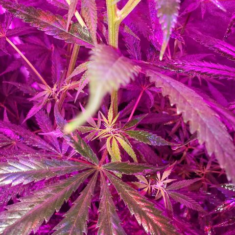 Mega Bloom Haze growlog timeline photo