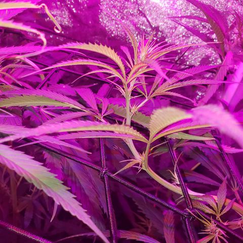 Mega Bloom Haze growlog timeline photo