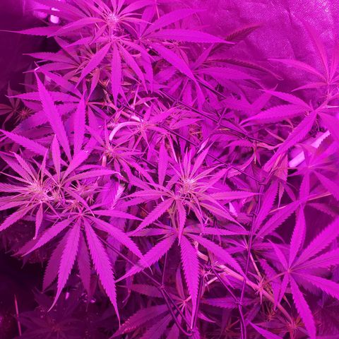 Mega Bloom Haze growlog timeline photo