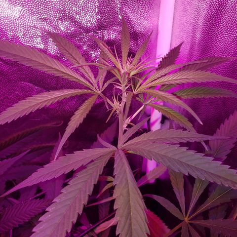 Mega Bloom Haze growlog timeline photo