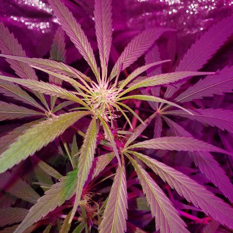 Mega Bloom Haze growlog timeline photo