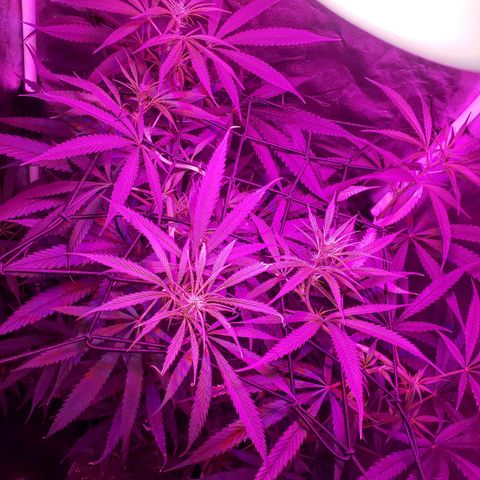 Mega Bloom Haze growlog timeline photo