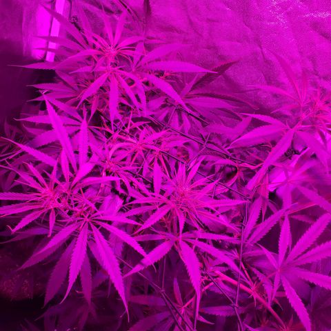 Mega Bloom Haze growlog timeline photo