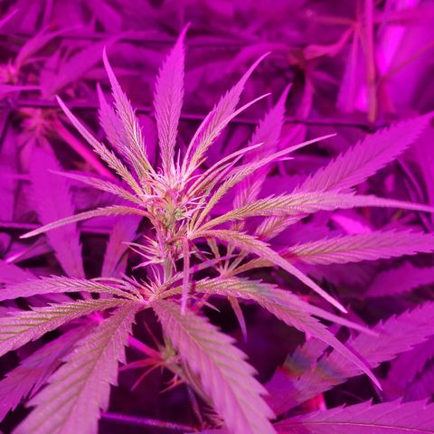 Mega Bloom Haze growlog timeline photo