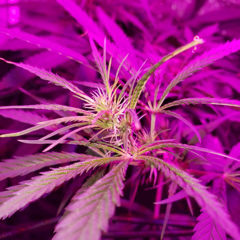 Mega Bloom Haze growlog timeline photo