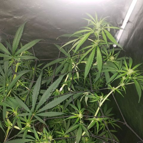 Mega Bloom Haze growlog photo: Tosei elas hj e coloquei microporo em dois galhos que estavam meio dobrados e não curvados.