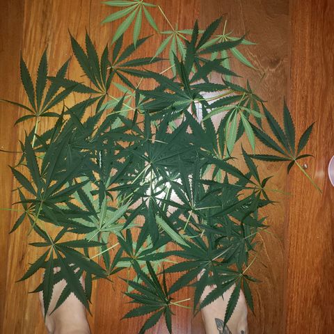 Mega Bloom Haze growlog photo: Tosei elas hj e coloquei microporo em dois galhos que estavam meio dobrados e não curvados.