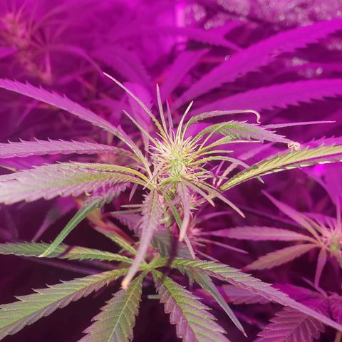 Mega Bloom Haze growlog photo: Tosei elas hj e coloquei microporo em dois galhos que estavam meio dobrados e não curvados.