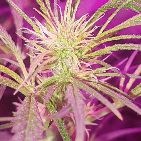 Mega Bloom Haze growlog photo: Tosei elas hj e coloquei microporo em dois galhos que estavam meio dobrados e não curvados.