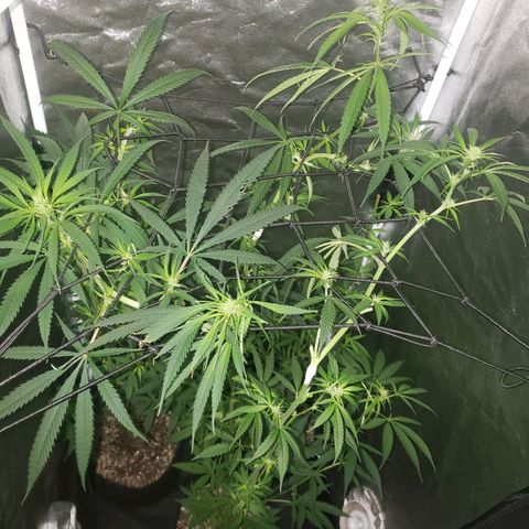 Mega Bloom Haze growlog photo: Tosei elas hj e coloquei microporo em dois galhos que estavam meio dobrados e não curvados.