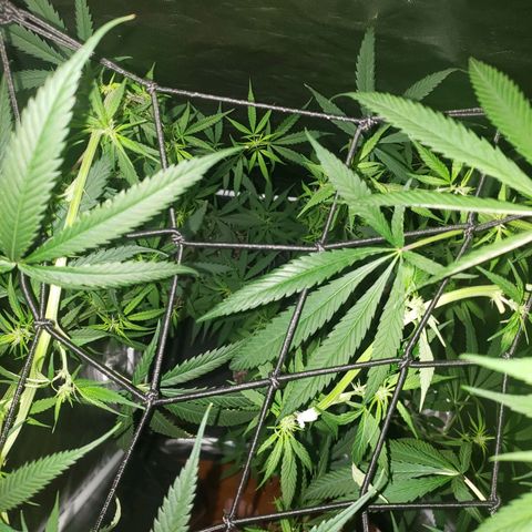Mega Bloom Haze growlog photo: Tosei elas hj e coloquei microporo em dois galhos que estavam meio dobrados e não curvados.