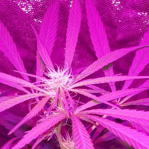 Mega Bloom Haze growlog timeline photo